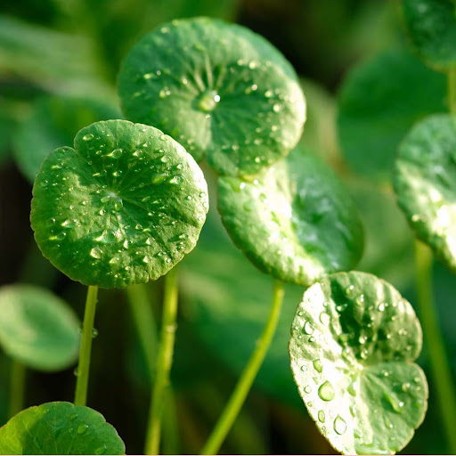 Centella asiatica Centella asiatica
